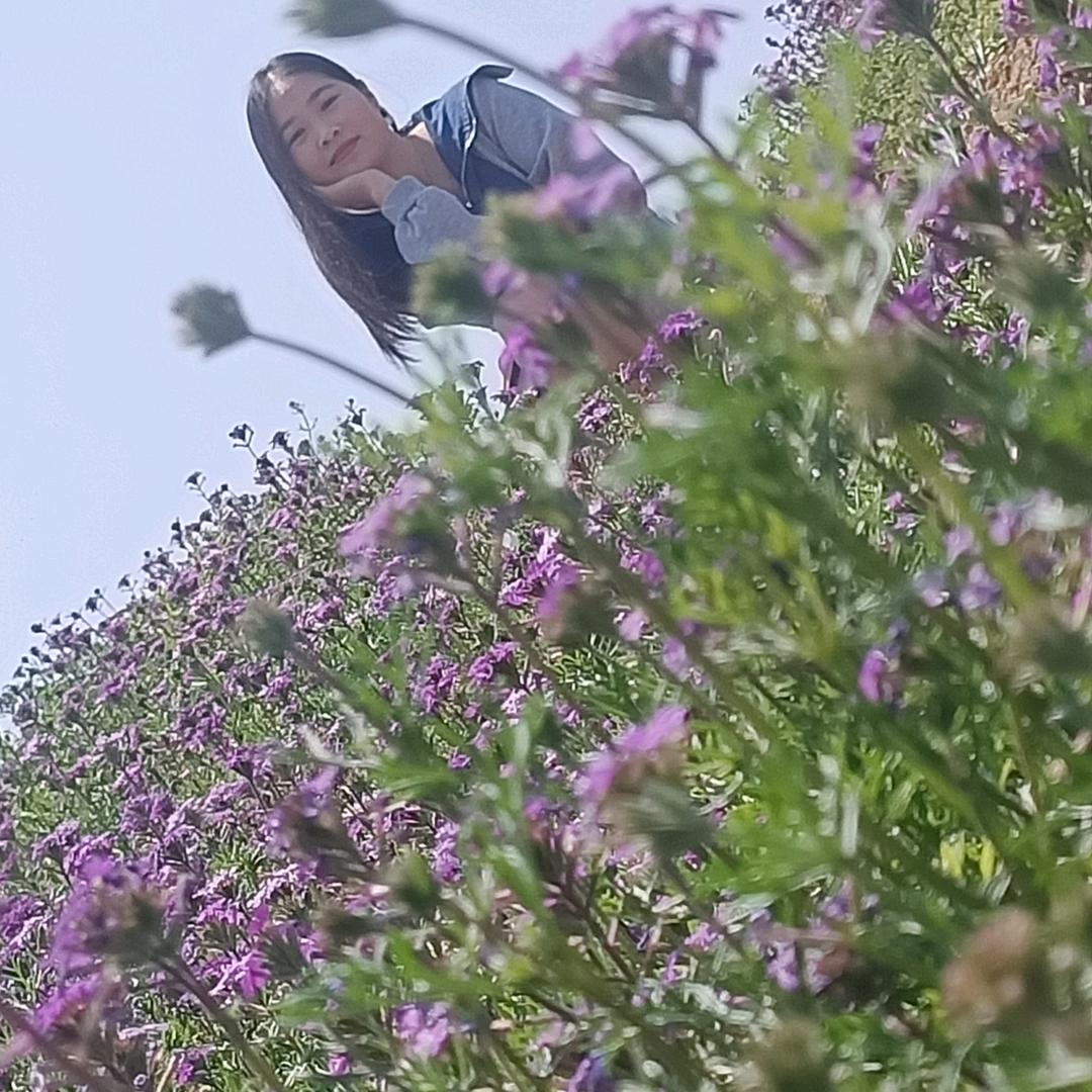 冰草