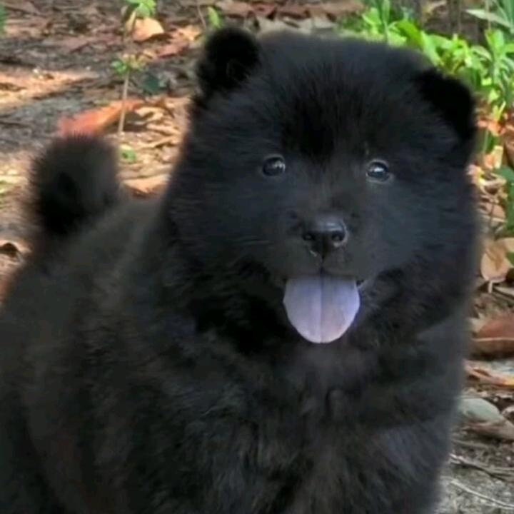 深圳市清海志xx直播号