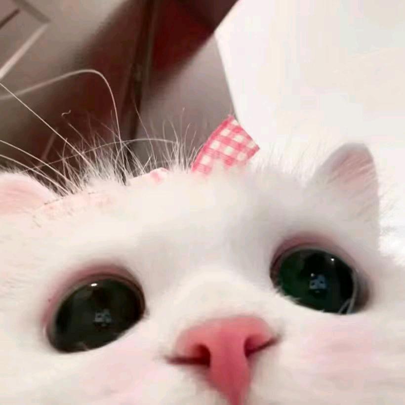 安提尼♡