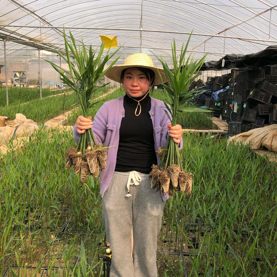 生姜技术罗指导