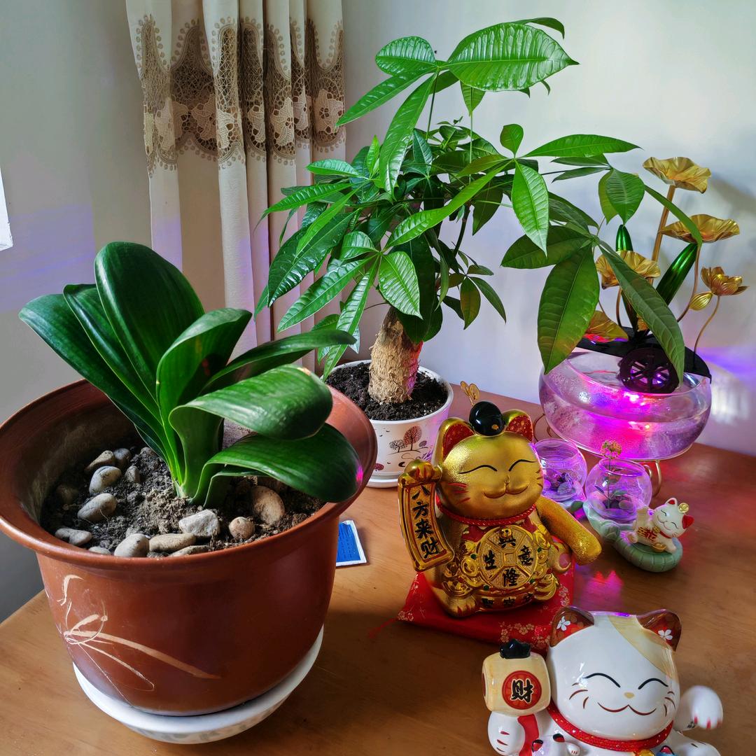 二瑞