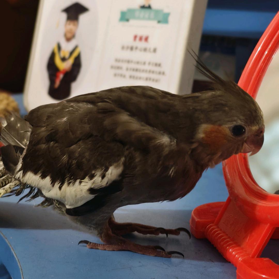 鹦语时光