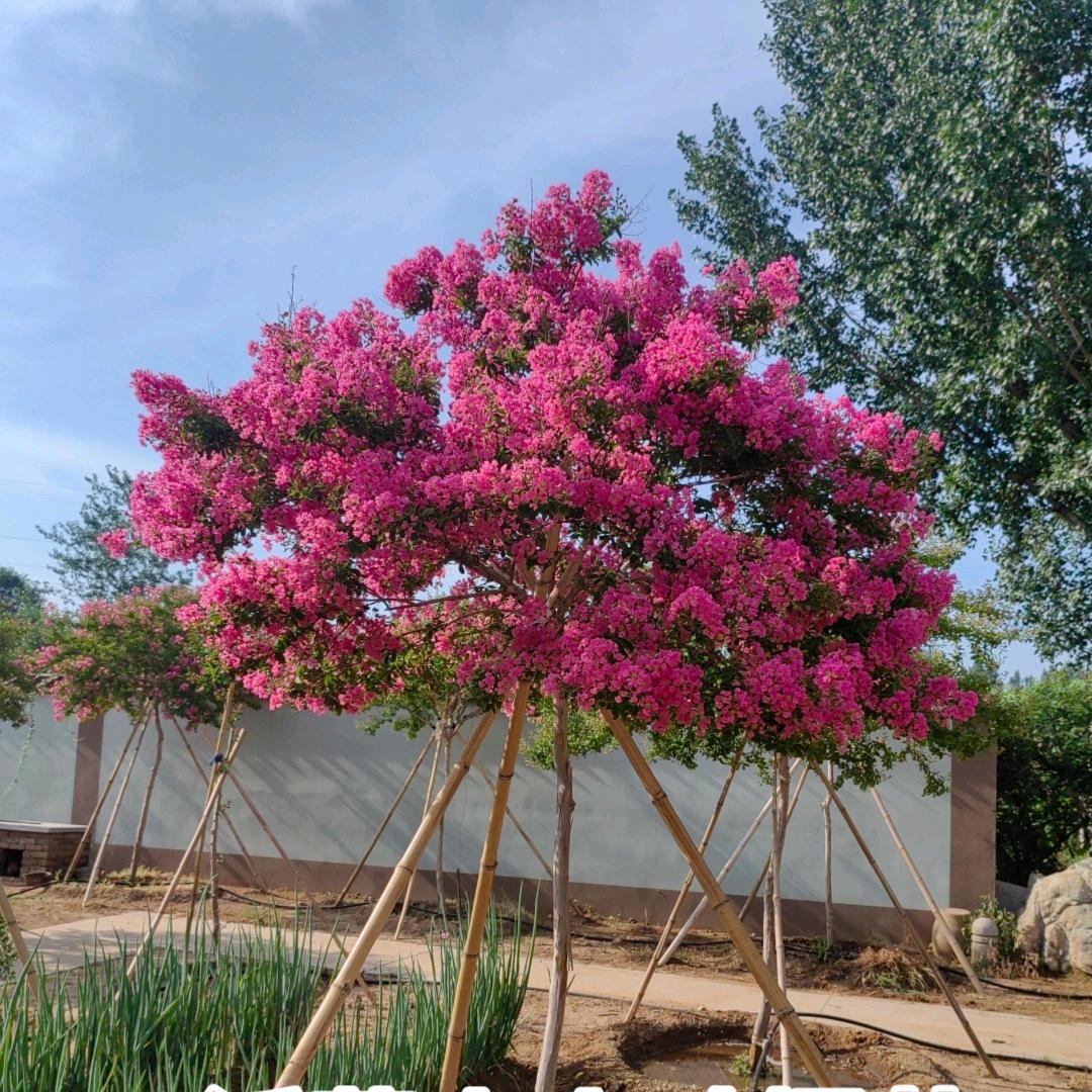树艺园紫薇