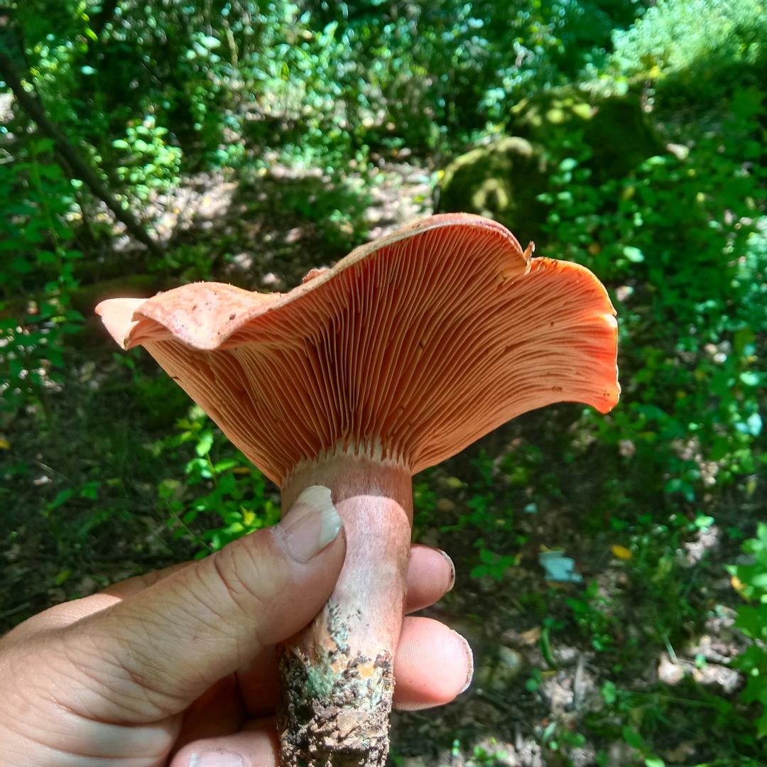 马义