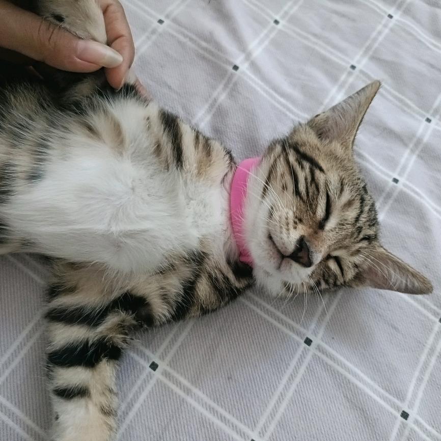 大款是狸花猫