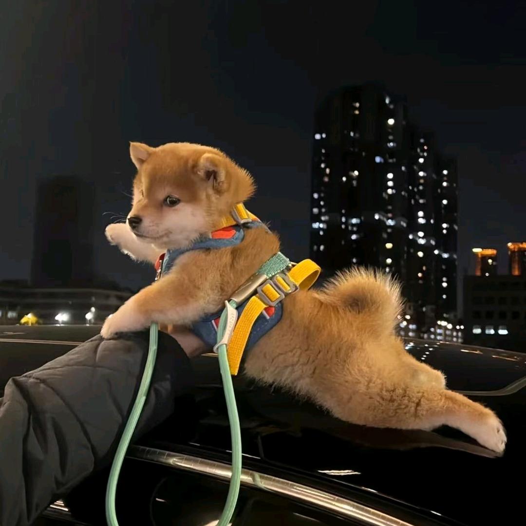 是心动啊