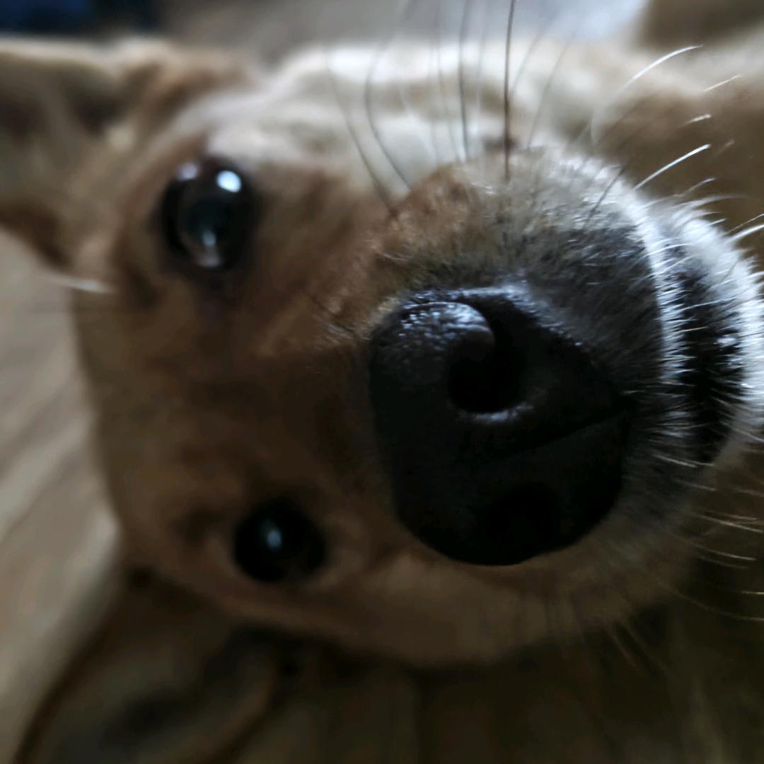 粉毛红兔兔（已有鳖）