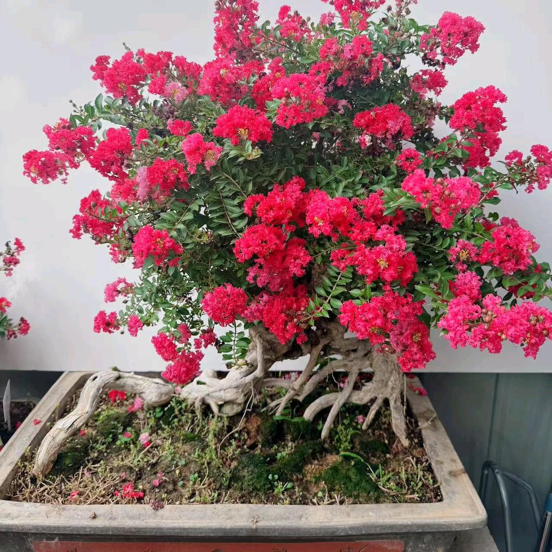 繁花十里盆景