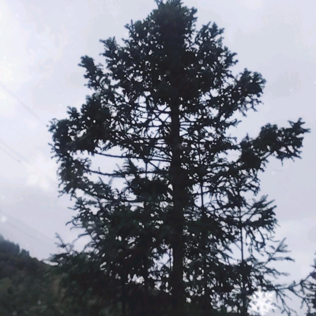 顺心