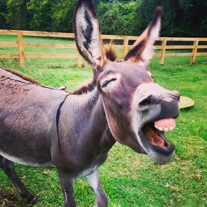 大理寺的驴@抖音