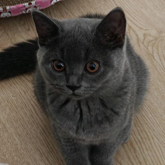 我家猫叫怂包