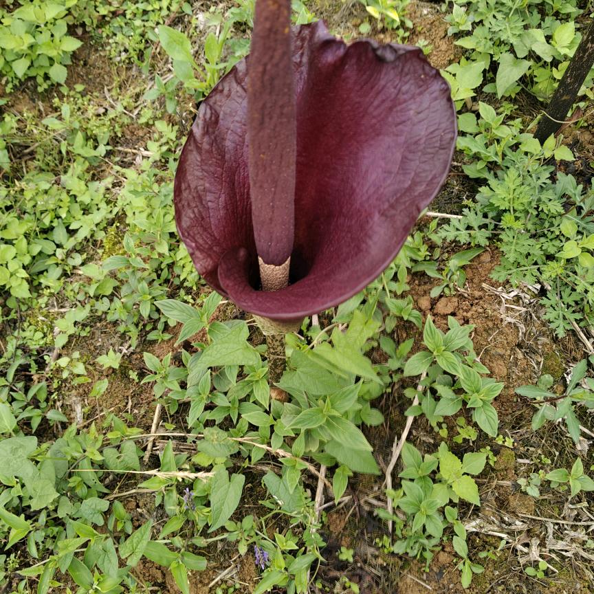 心中有你就不来