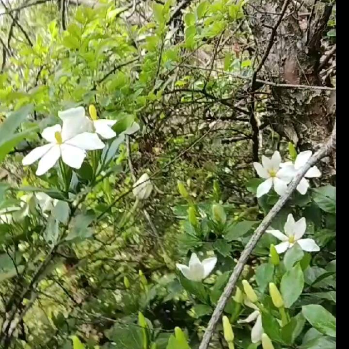 然然，栀子花盆景