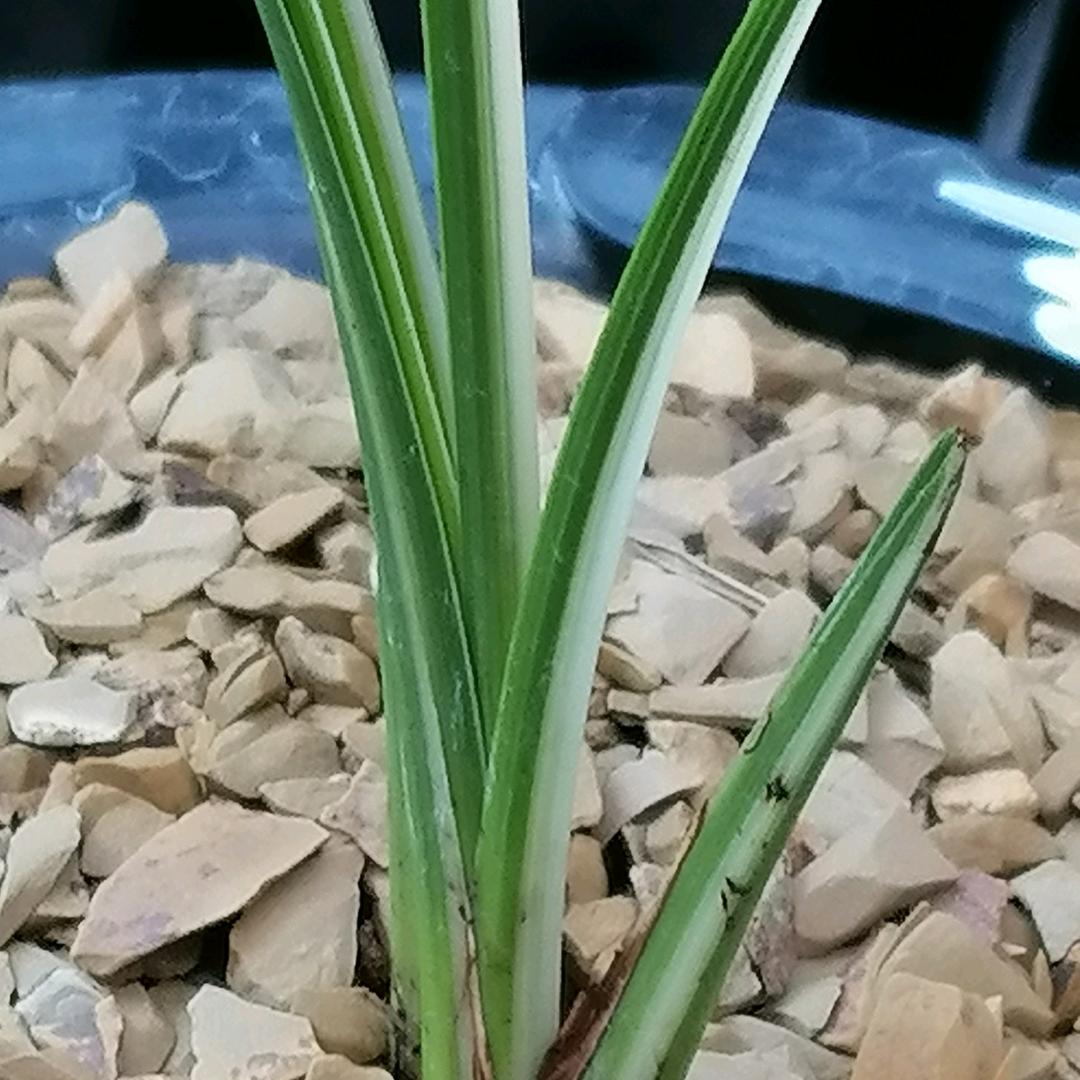 竹海兰花（欣爸）