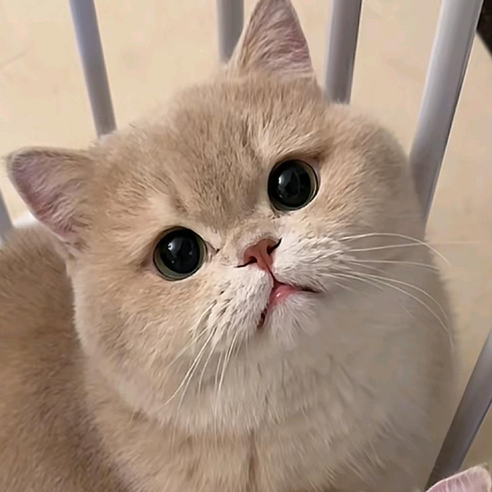 大头菜