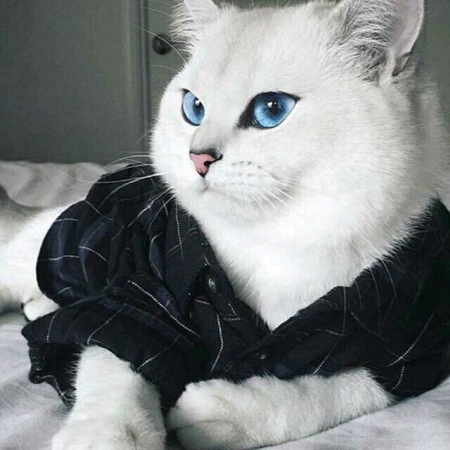 软猫（三角洲行动）