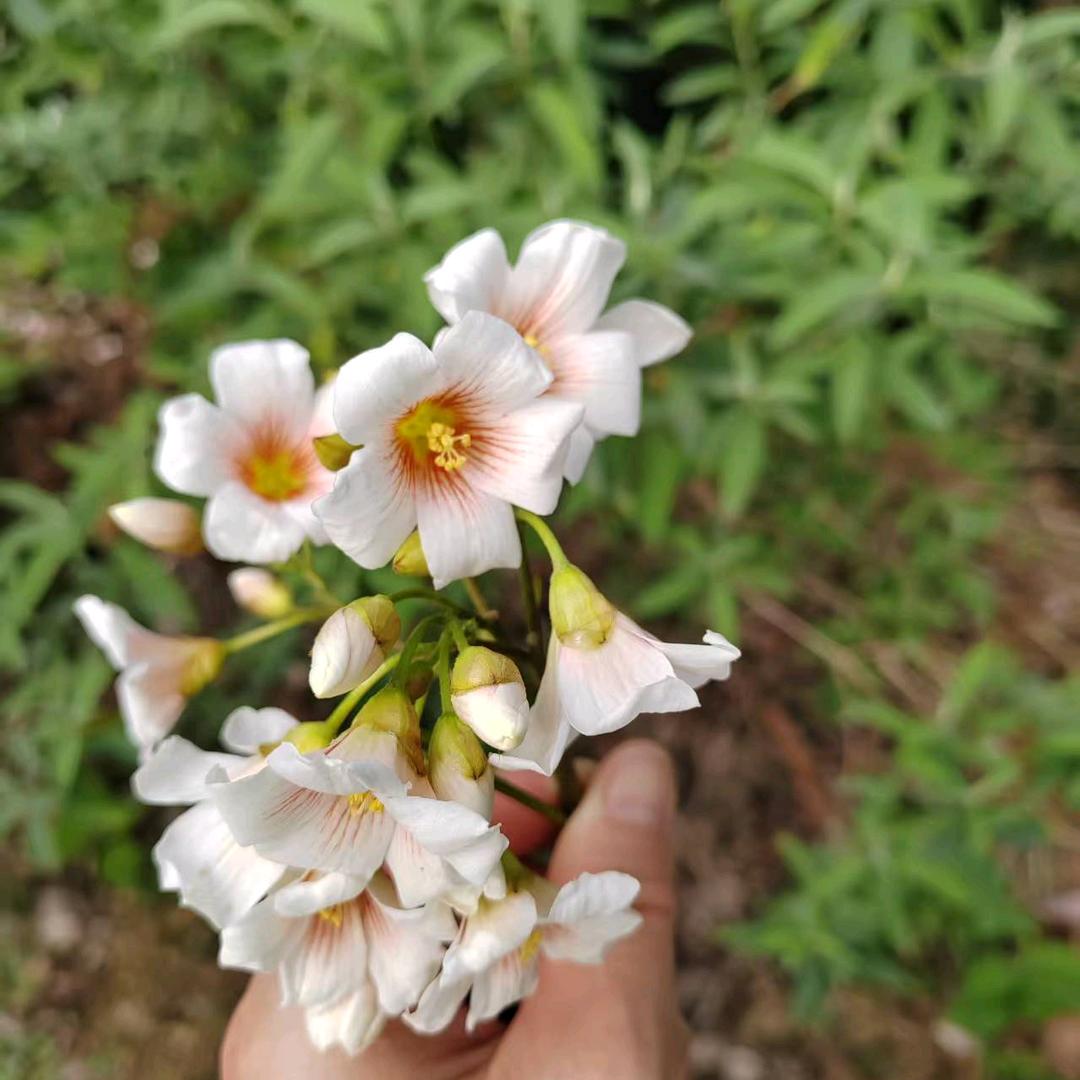 小花花