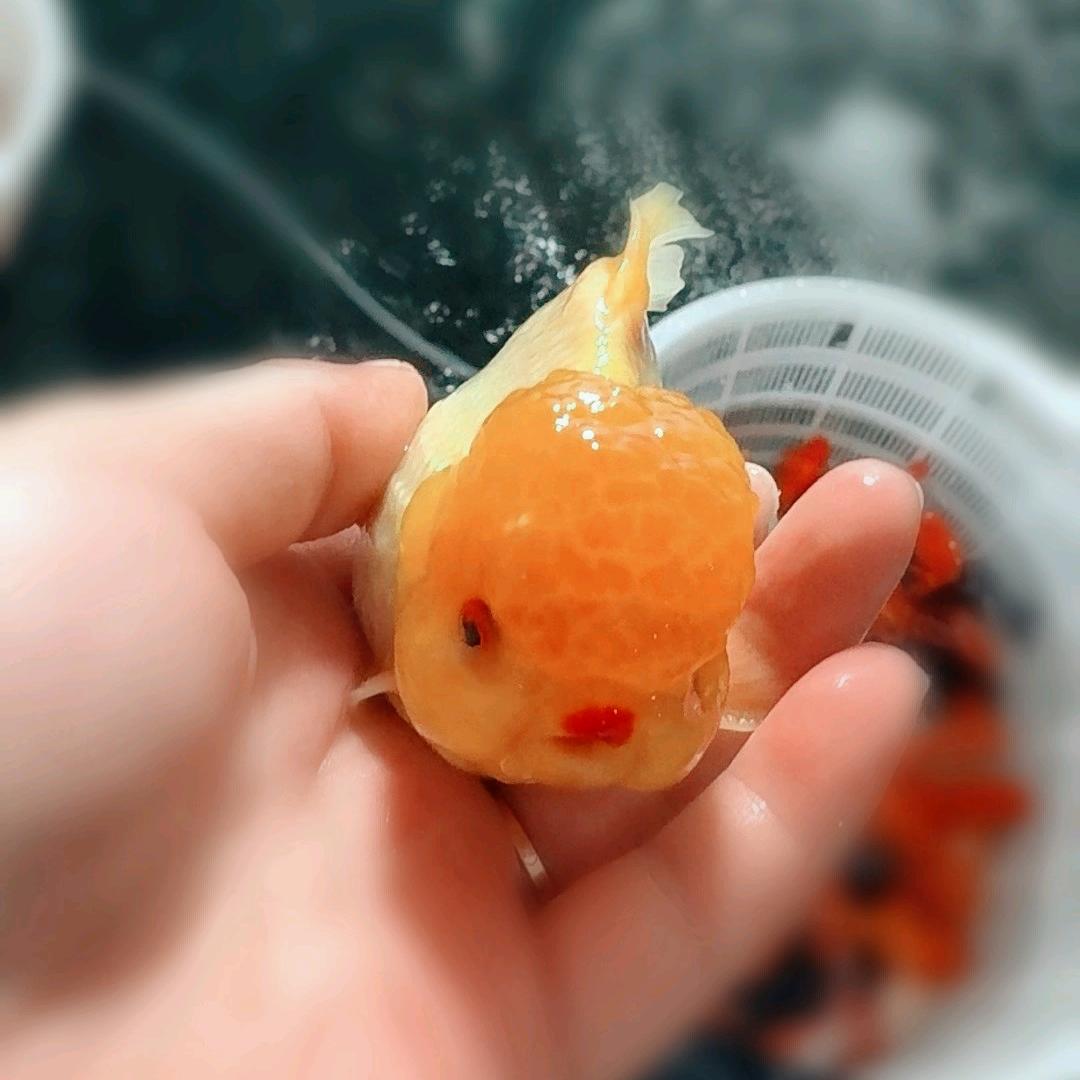 🕊ଓᩚ᭄八方꧔ꦿᩚ来财💕