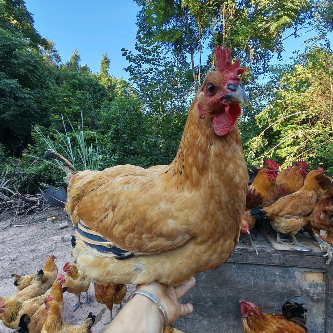 阳光农房