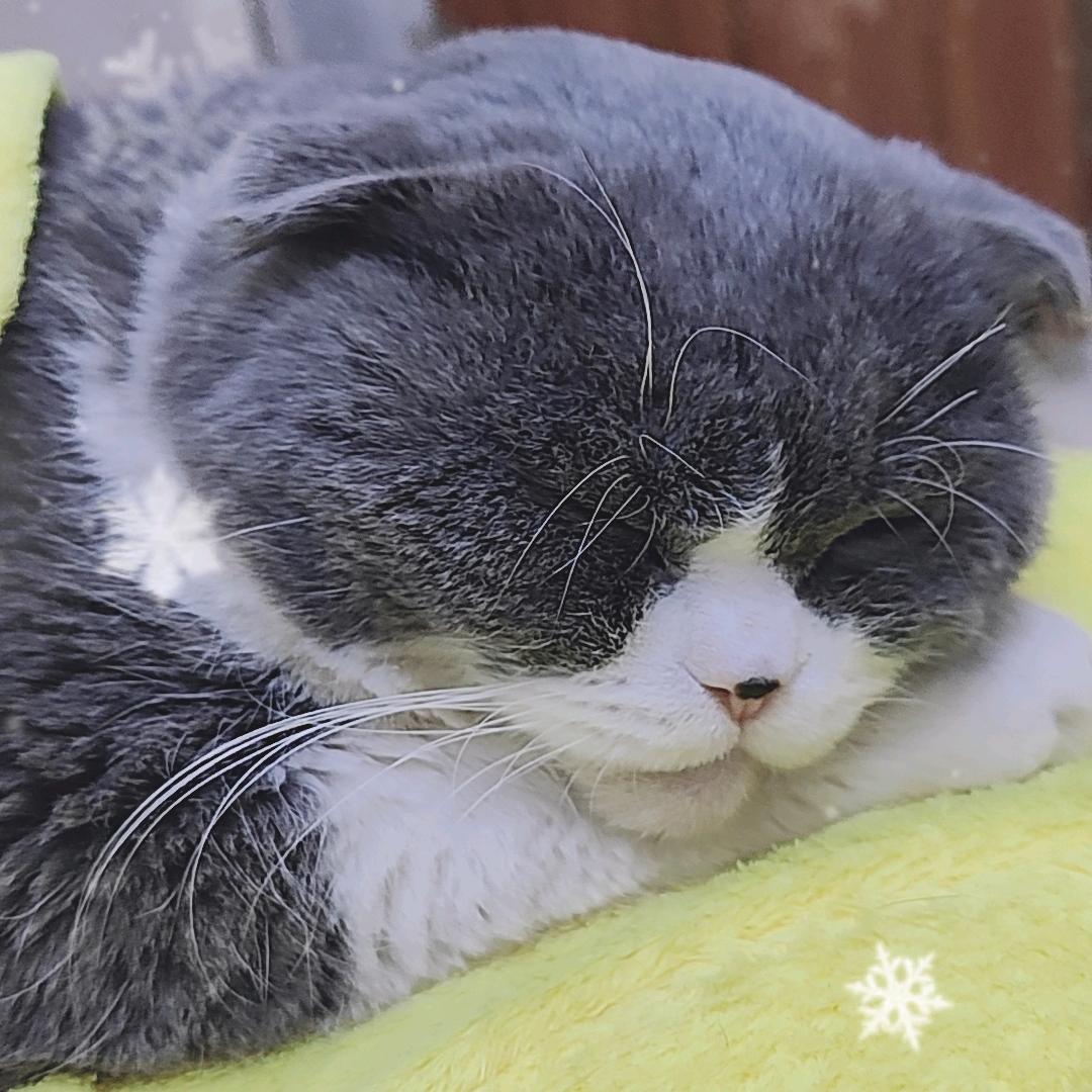 我和我家猫咪的日常