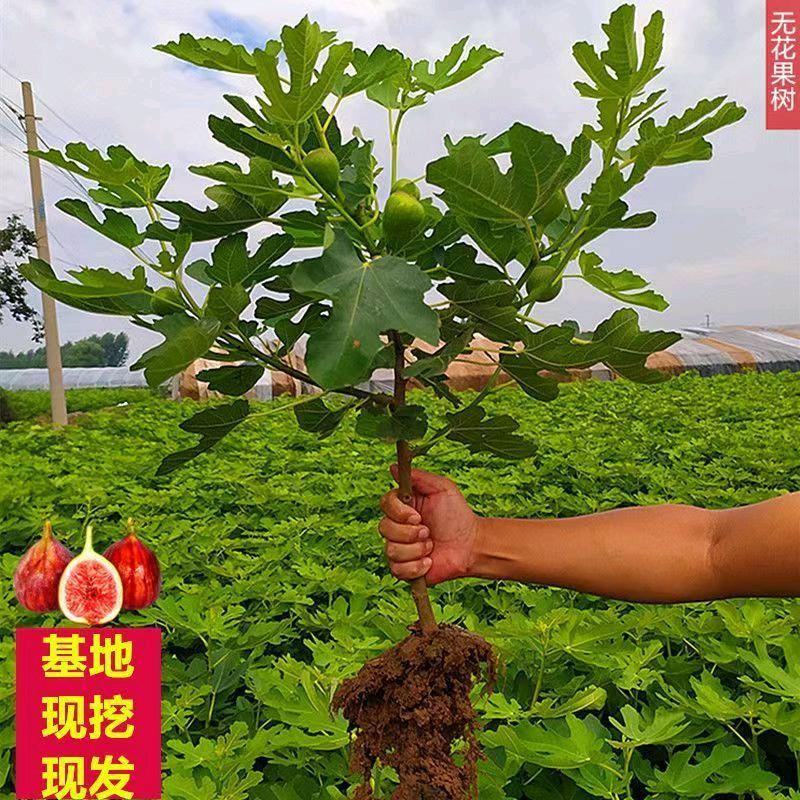 玉超果树苗木专营店