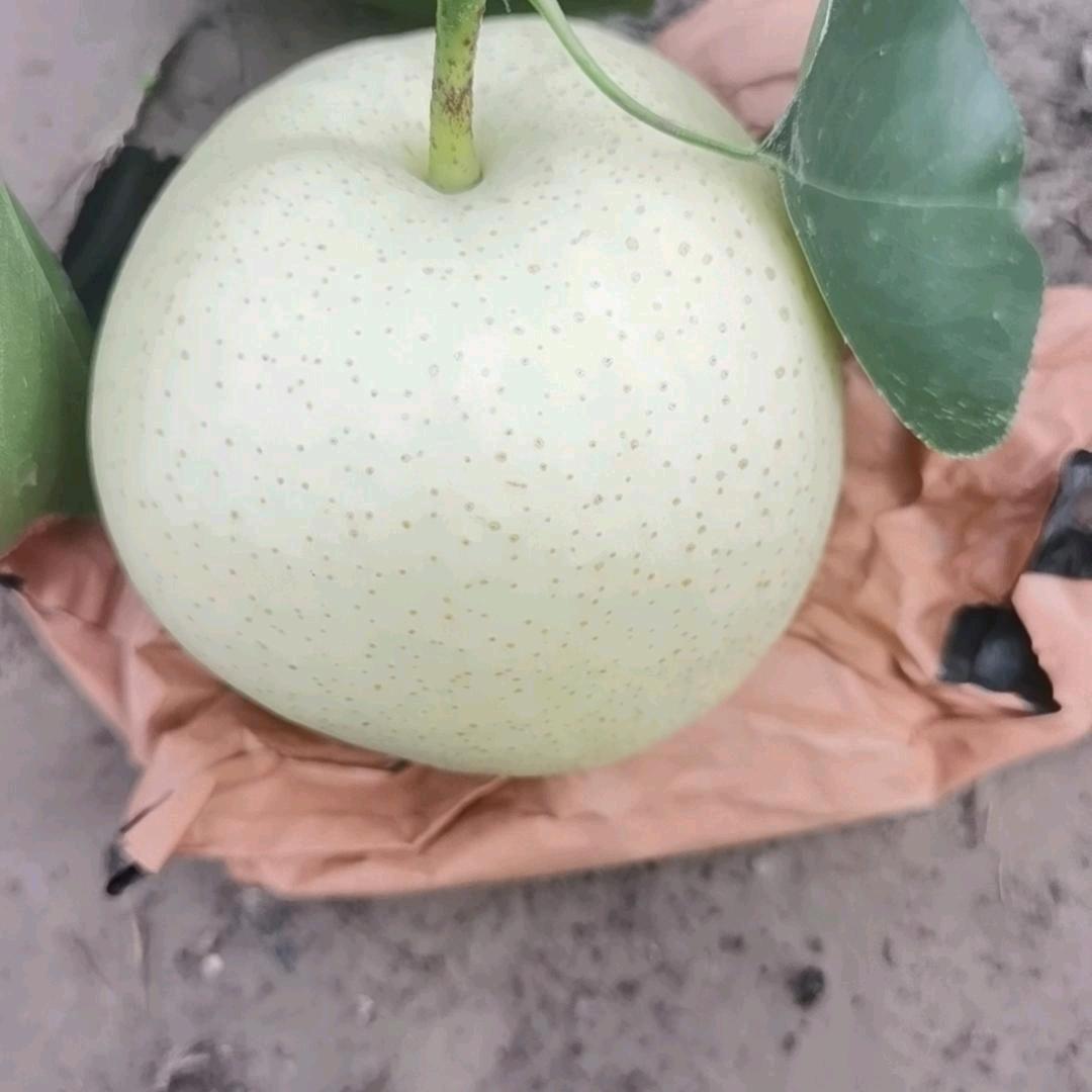 梨哥