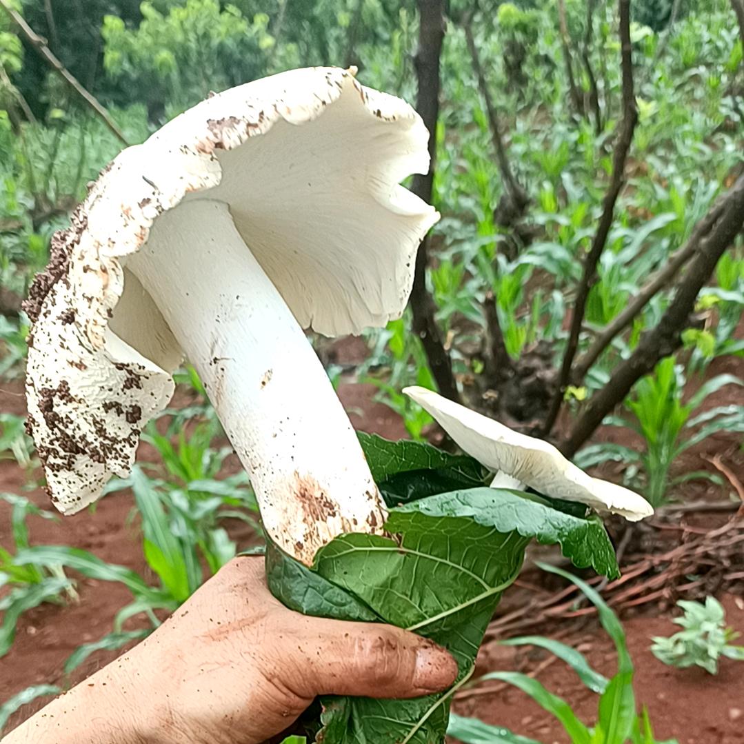 🐉云🇨🇳贵🇨🇳川🇨🇳🐉