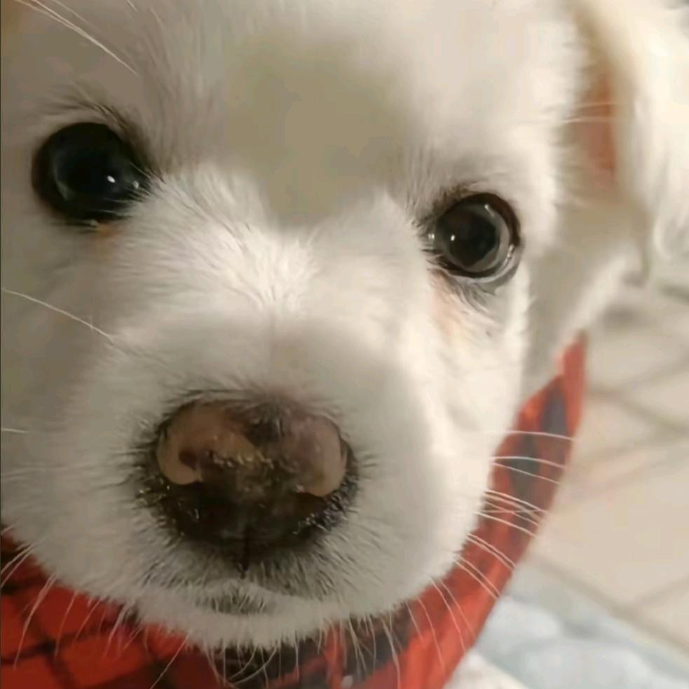 纸鱼