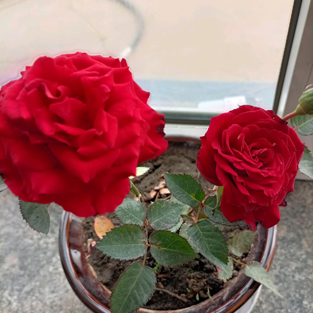 睡不着的泡泡糖：💤