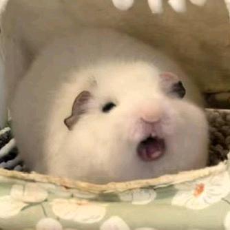 只乌猪
