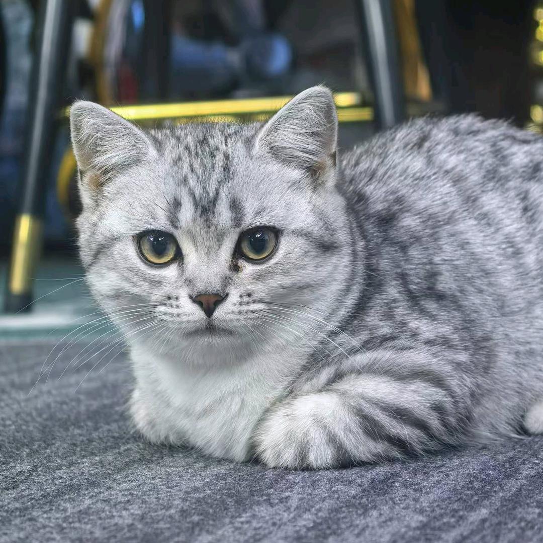 青淮.