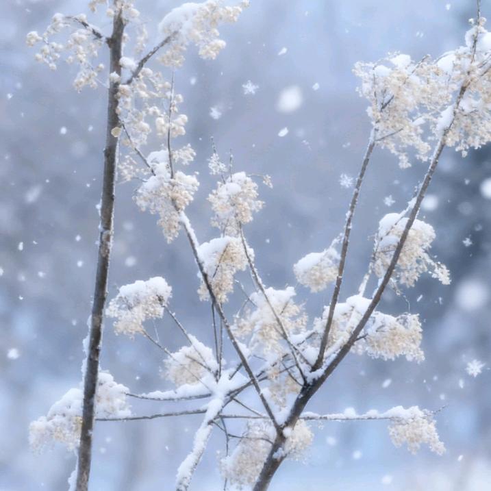 雪寒头像