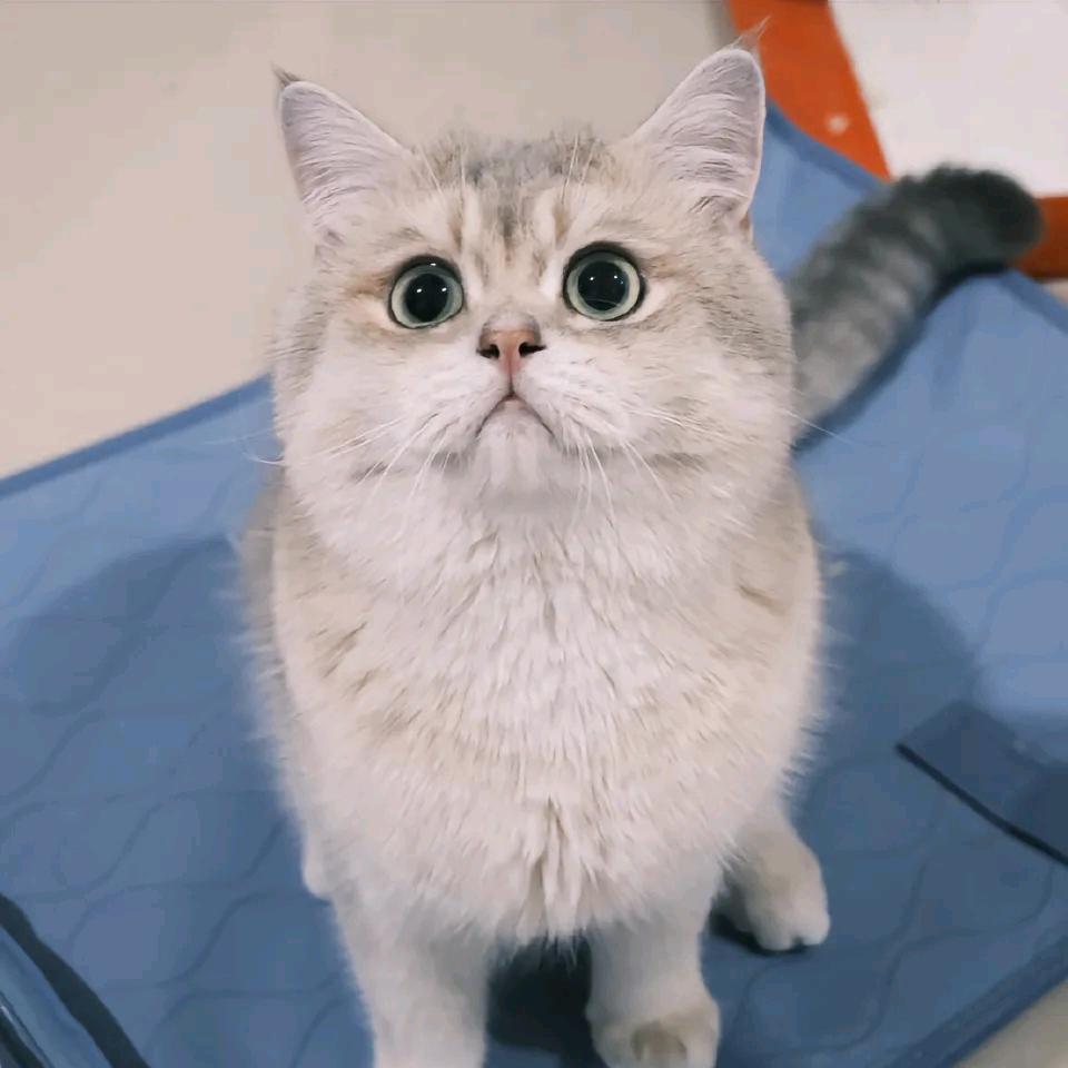 菌子