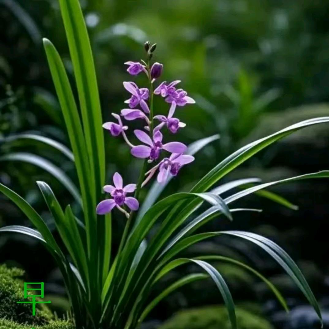 兰花草