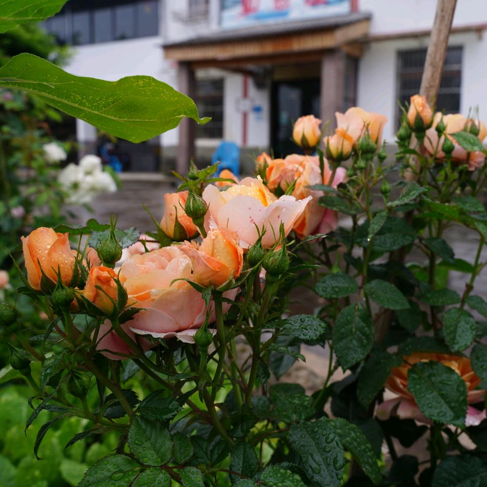回家种花