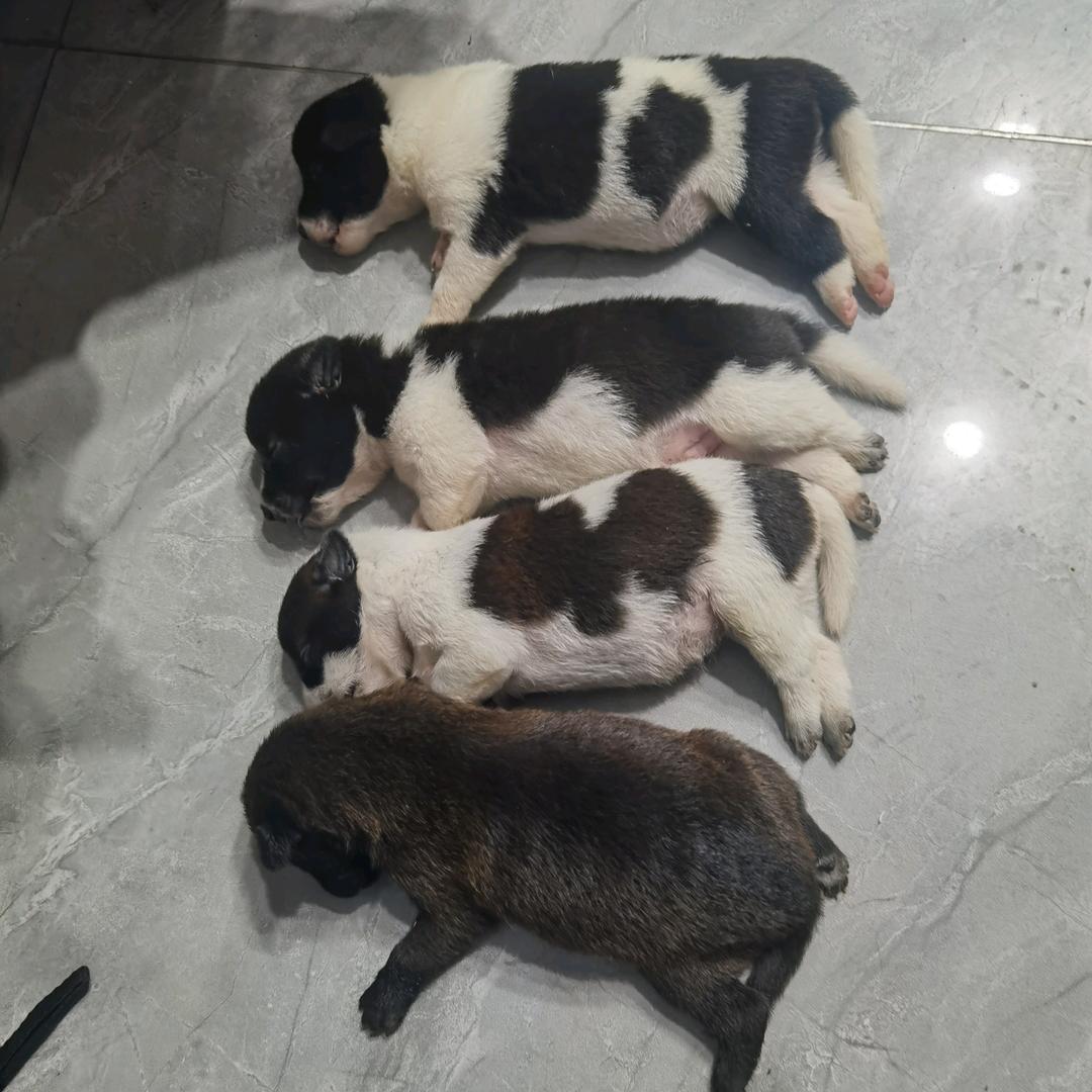 小呆呆