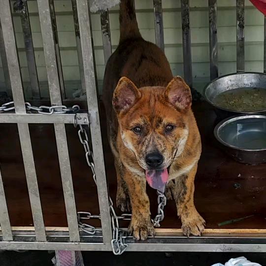 虎妞🐶不是老虎