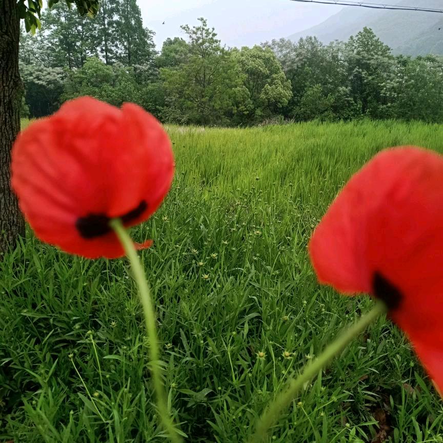 兰🌹花🌺