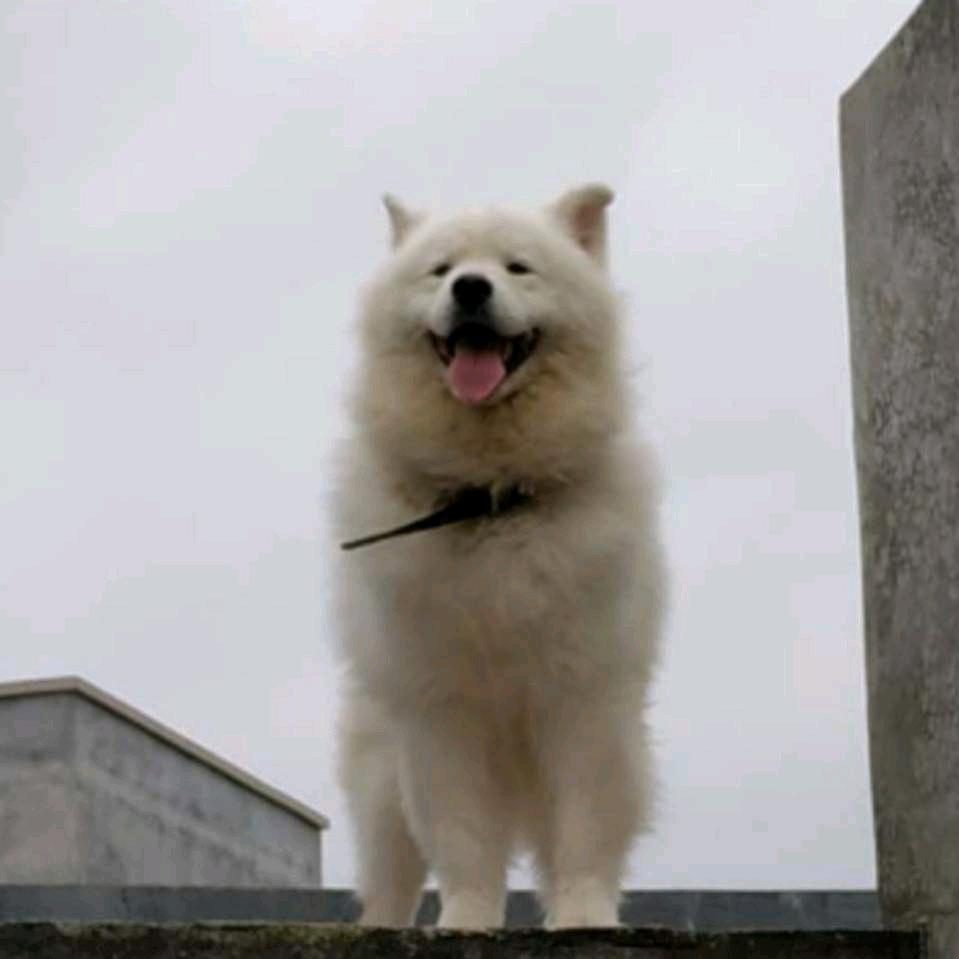 又想养狗了