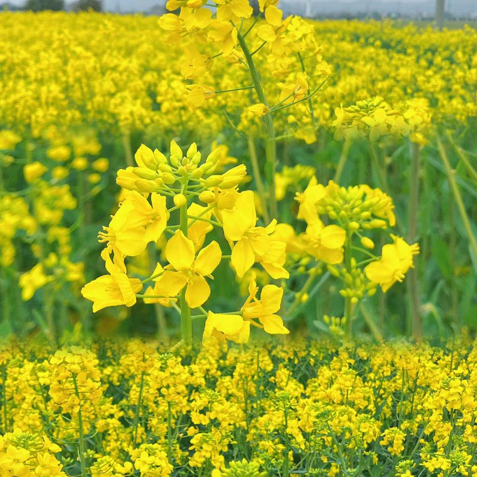 授权福利小助理