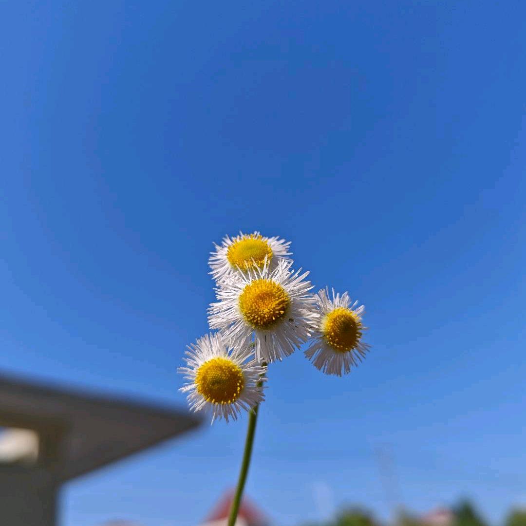 五百