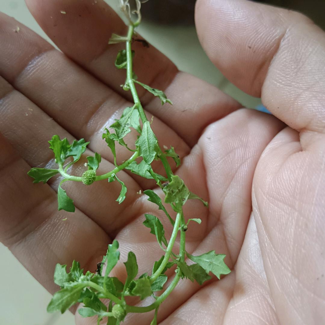 我就是我