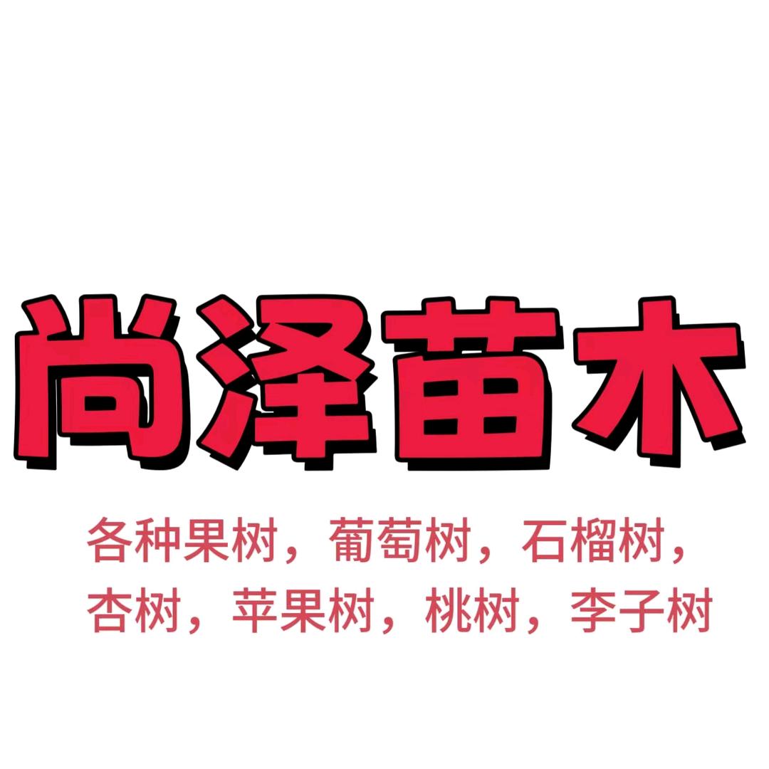 尚泽苗木基地