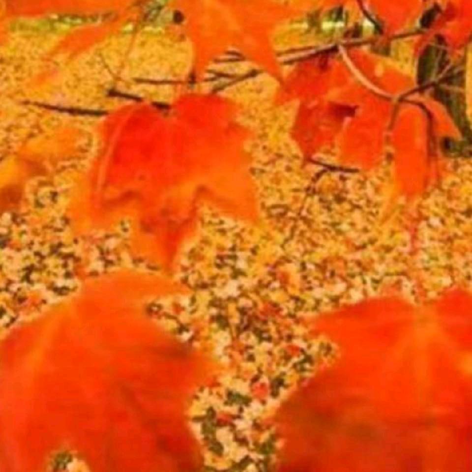 💞💕520傻丫头13💕💞