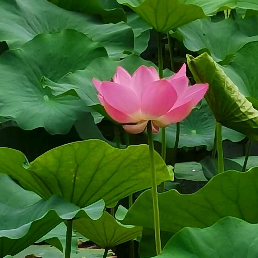 川川渝