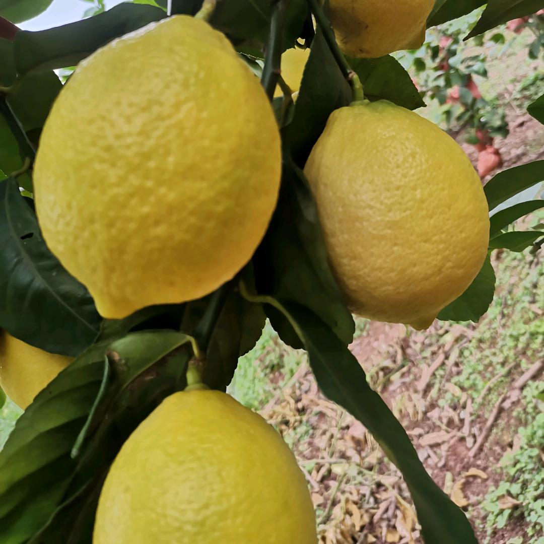 柠檬🍋