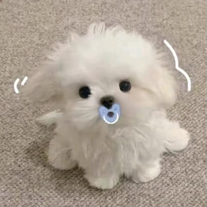 ღ兔绒℘゜