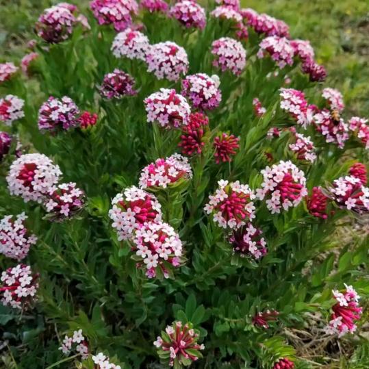 有关必回狼毒花