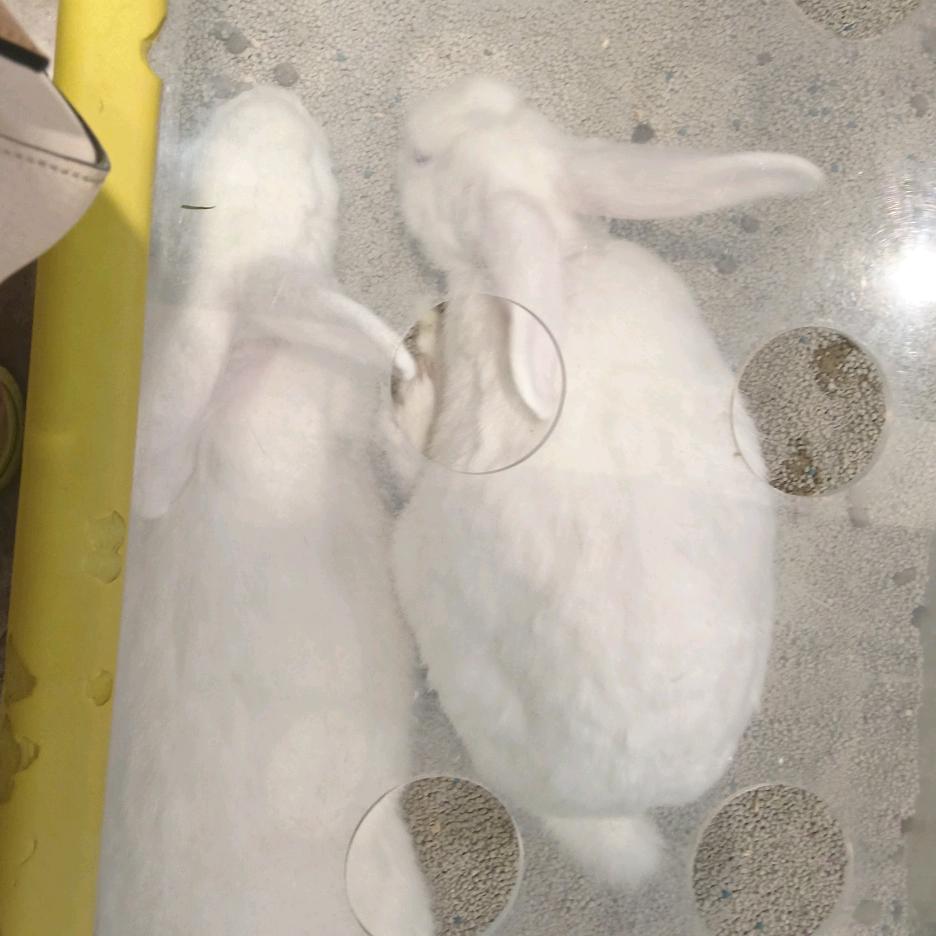 琴琴