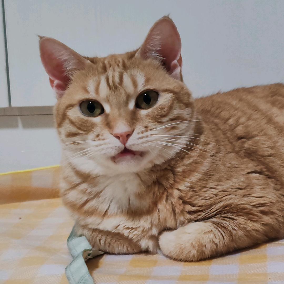 元宝一点也不圆